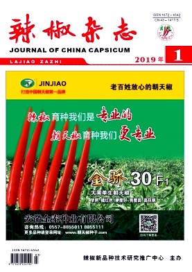 辣椒